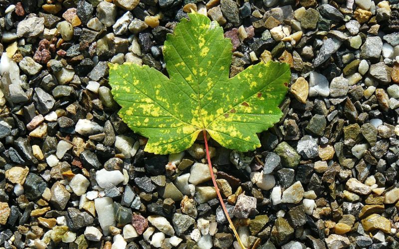 maple-leaf-422582_1280 maple-leaf-422582_1280